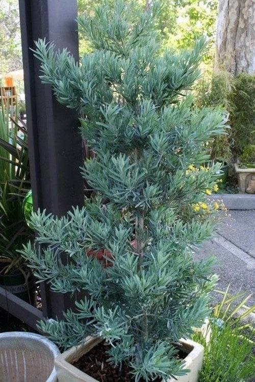 Blue Podocarpus Yew - 7 Gallon Pot - Image 7