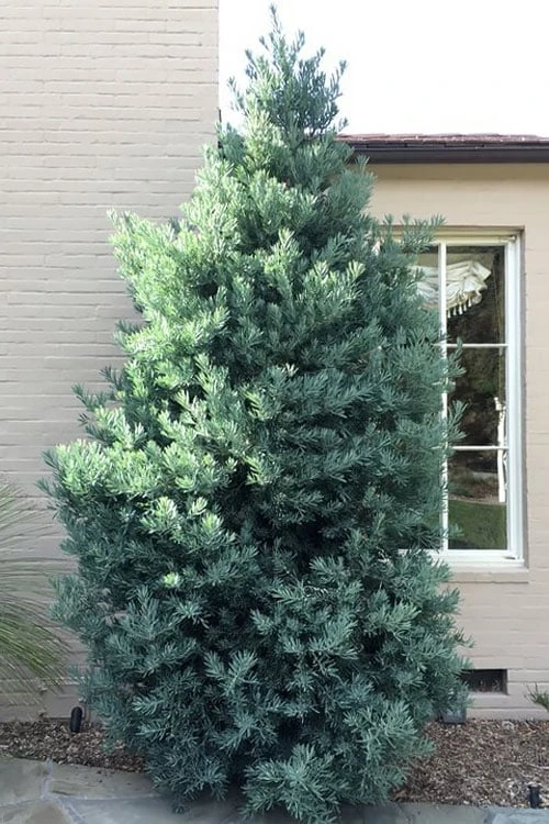 Blue Podocarpus Yew - 7 Gallon Pot - Image 4