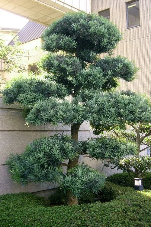 Blue Podocarpus Yew - 7 Gallon Pot - Image 6