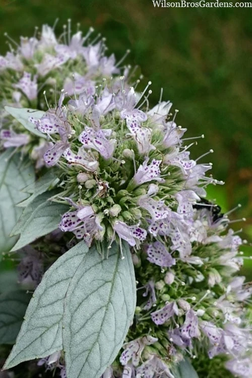Silver Leaf Mountain Mint (Pycnanthemum Incanum) - 1 Gallon Pot - Image 4