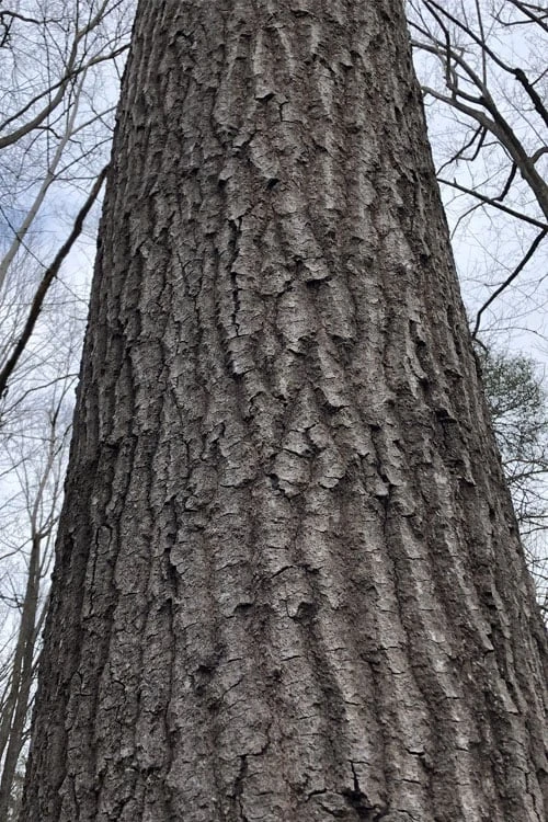 Scarlet Oak Tree (Quercus Coccinea) - 3 Gallon Pot - Image 5