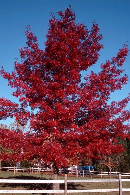 Scarlet Oak Tree (Quercus Coccinea) - 3 Gallon Pot