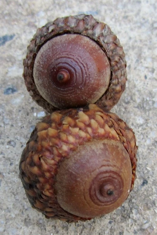 Scarlet Oak Tree (Quercus Coccinea) - 3 Gallon Pot - Image 6