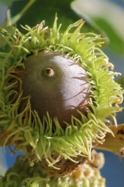 Mossycup Bur Oak Tree (Quercus Macrocarpa) - 1 Gallon Pot