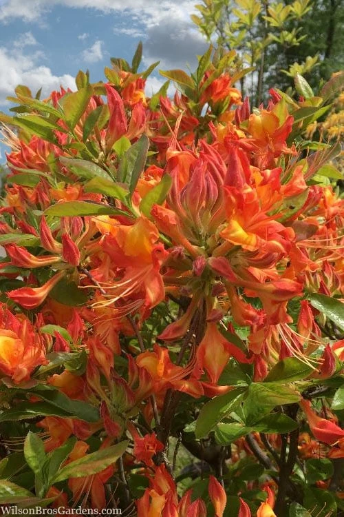 Smitty's Orange Crush Native Azalea (Rhododendron X) - 3 Gallon Pot - Image 4