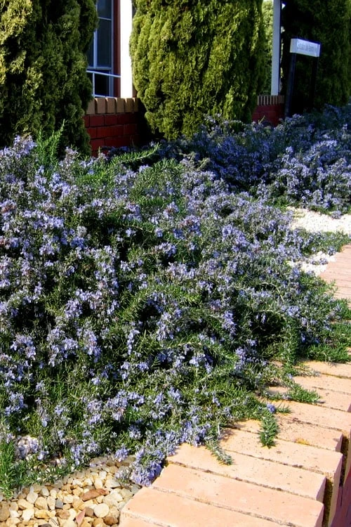 Blue Lagoon Rosemary - 6 Pack Of Pint Pots