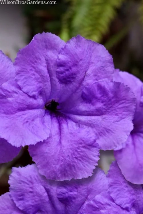 Purple Showers Mexican Petunia - Ruellia - 1 Gallon Pot - Image 3