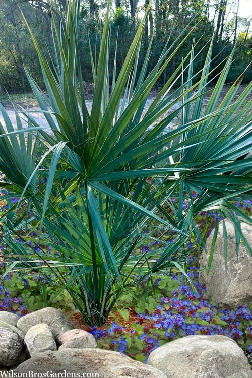 Blue Stem Dwarf Palmetto Palm (Sabal Minor) - 7 Gallon Pot - Image 4