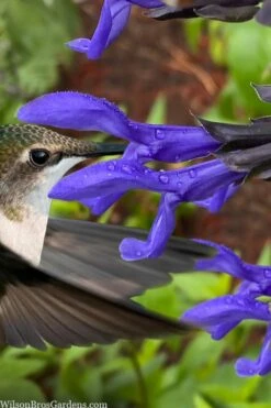 Black And Blue Salvia (Blue Anise Sage) - Salvia Guaranitica -1 Gallon Pot
