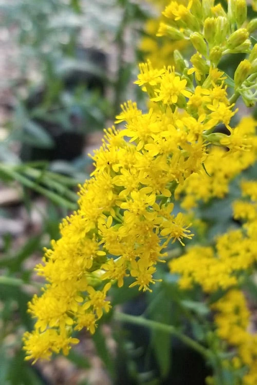 Solar Cascade Goldenrod (Solidago Shortii) - 1 Gallon Pot - Image 6