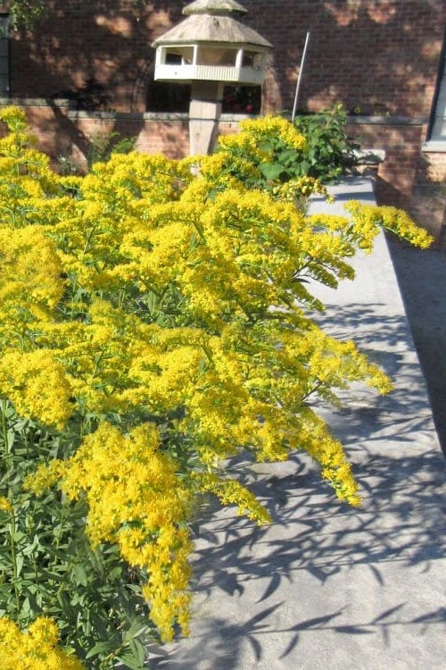 Solar Cascade Goldenrod (Solidago Shortii) - 1 Gallon Pot - Image 4
