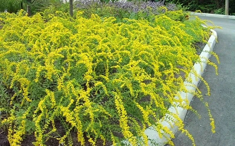 Solar Cascade Goldenrod (Solidago Shortii) - 1 Gallon Pot - Image 5
