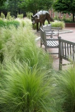 Pony Tails Mexican Feather Grass - Stipa Tennuissima - 6 Pack Of 1 Gallon Pots