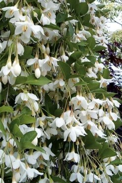 Fragrant Fountain Weeping Japanese Snowbell Tree - 5 Gallon Pot