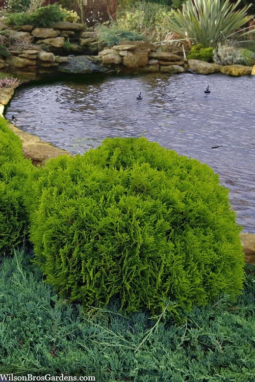 Danica Dwarf Globe Arborvitae - 1 Gallon Pot