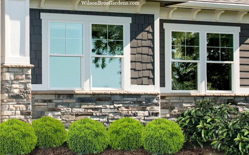 Danica Dwarf Globe Arborvitae - 1 Gallon Pot - Image 4