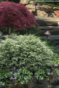 Moon Frost Canadian Hemlock (Tsuga) - 3 Gallon Pot