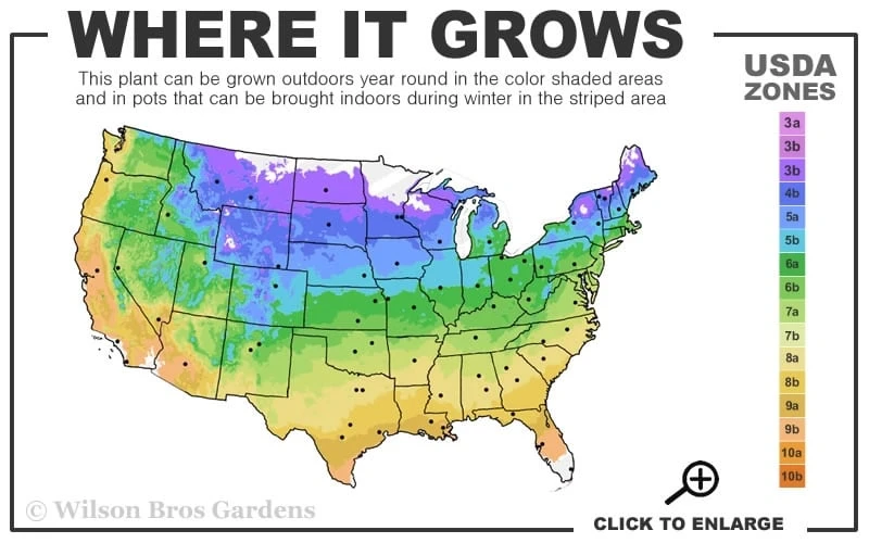 Multi Blue Clematis - 1 Gallon Pot - Image 3