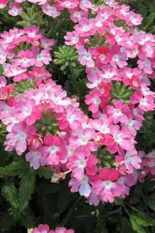 EnduraScape Pink Fizz Verbena - 5 Pack Of Pint Pots
