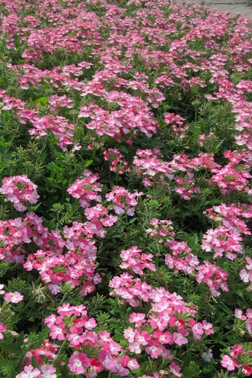 EnduraScape Pink Fizz Verbena - 5 Pack Of Pint Pots - Image 4