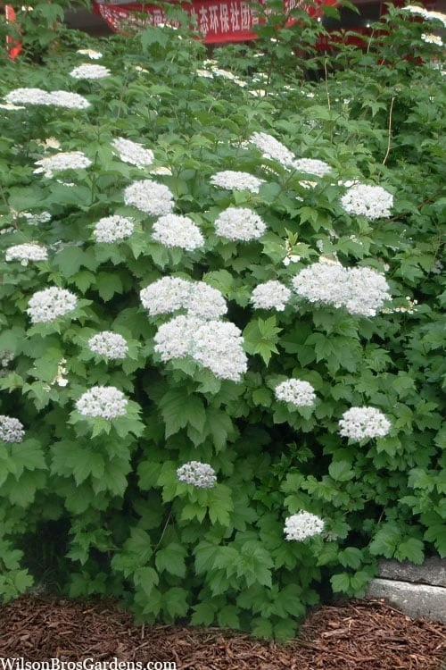 Maple Leaf Viburnum - 1 Gallon Pot - Image 4