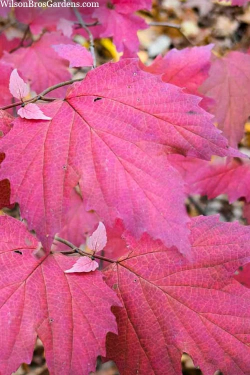 Maple Leaf Viburnum - 1 Gallon Pot - Image 7