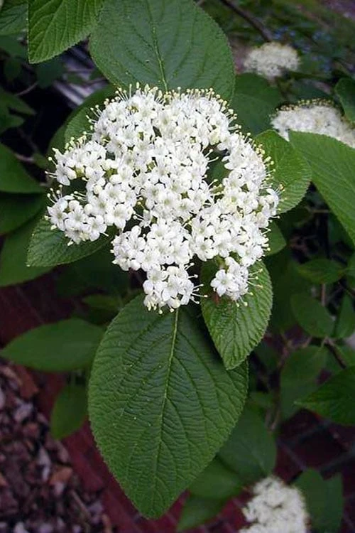 Mohican Arrowwood Viburnum - 6 Gallon Pot (4-5') - Image 5