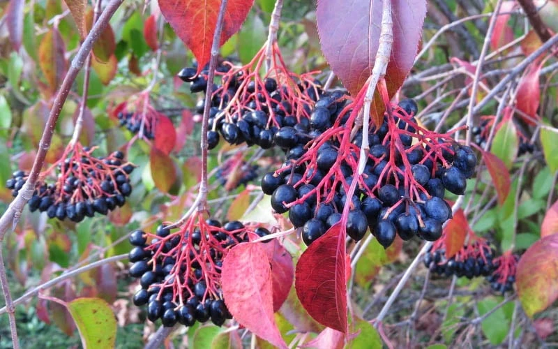 Nannyberry Viburnum - 3 Pack Of 1.5 Quart Pots - Image 4