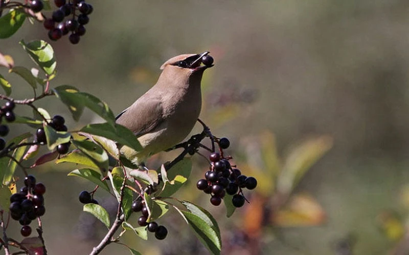 Nannyberry Viburnum - 3 Pack Of 1.5 Quart Pots - Image 6