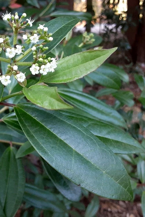Moonlit Lace Viburnum - 3 Gallon Pot - Image 5