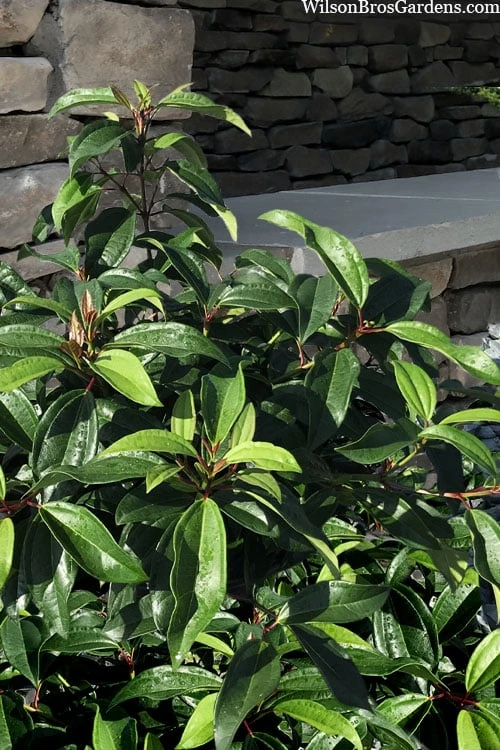 Moonlit Lace Viburnum - 1 Gallon Pot - Image 5