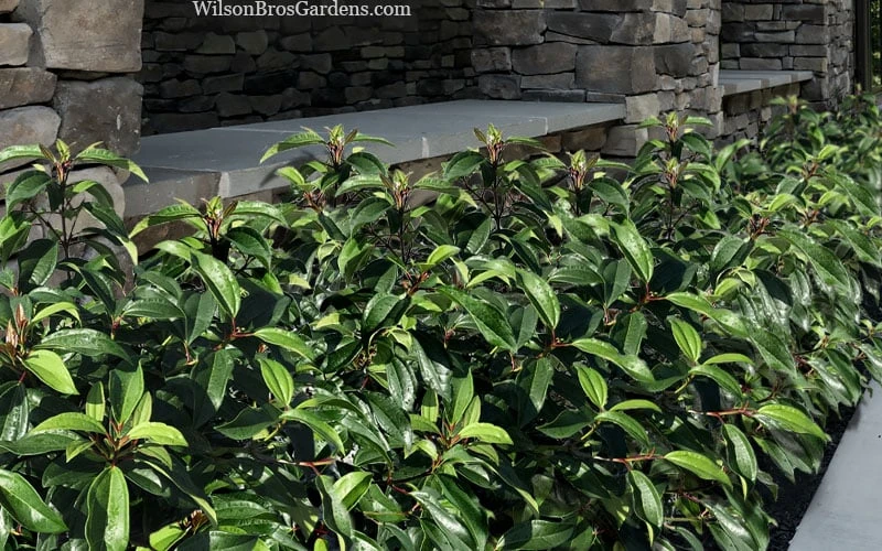 Moonlit Lace Viburnum - 3 Gallon Pot - Image 4