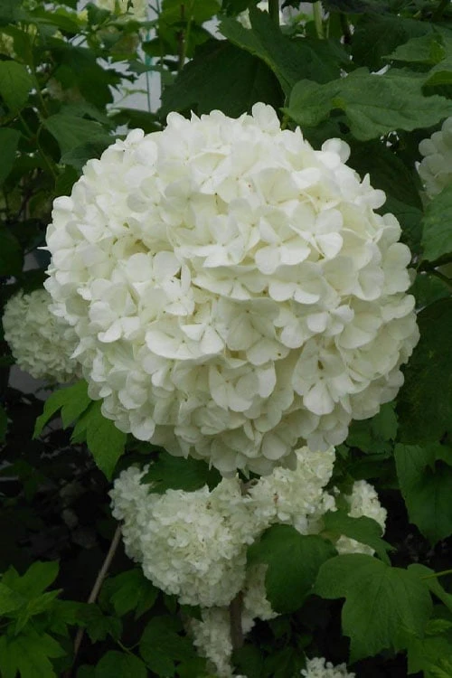 Eastern Snowball Viburnum Bush - 1 Gallon Pot - Image 5