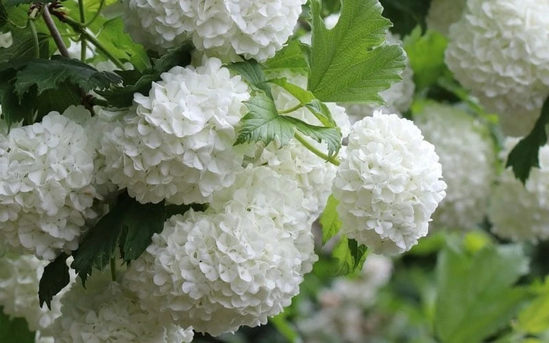 Eastern Snowball Viburnum Bush - 1 Gallon Pot - Image 8