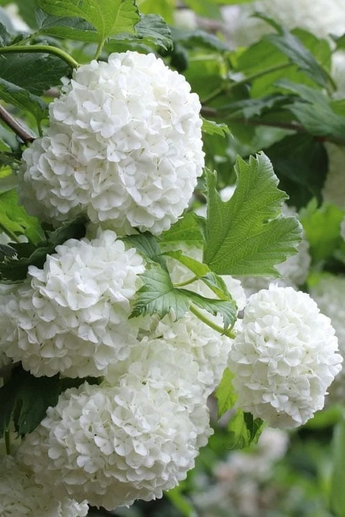 Eastern Snowball Viburnum Bush - 1 Gallon Pot - Image 6