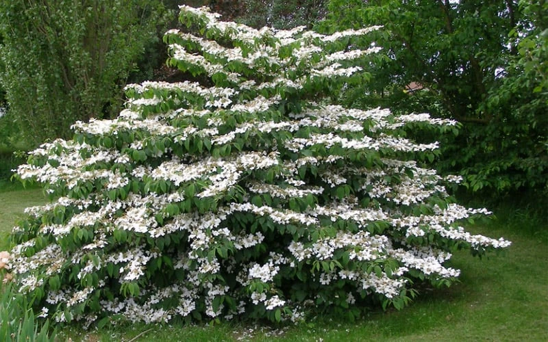 Japanese Doublefile Viburnum - 2 Gallon Pot - Image 4