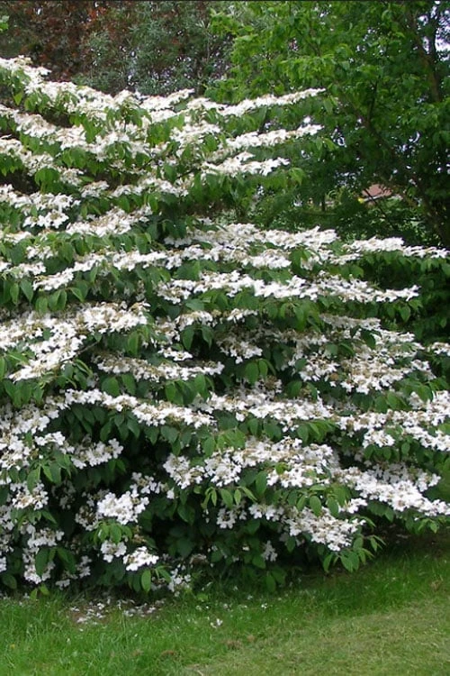 Japanese Doublefile Viburnum - 2 Gallon Pot - Image 9
