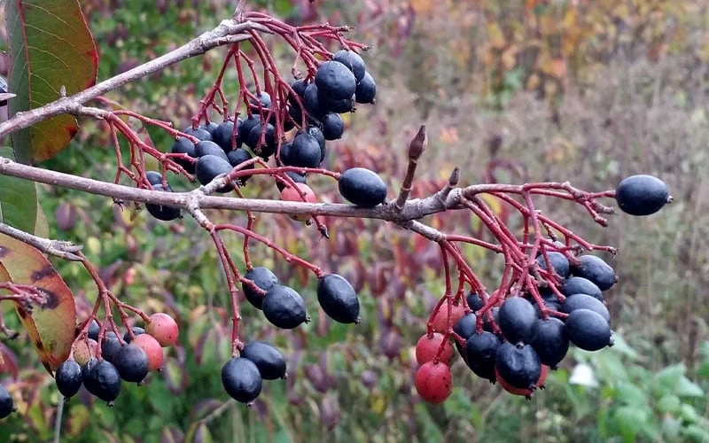 Blackhaw Viburnum - 2 Gallon Pot - Image 5