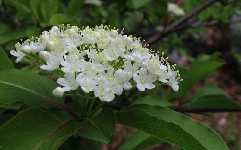 Blackhaw Viburnum - 2 Gallon Pot - Image 8