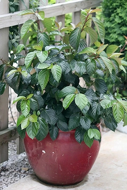 Shiny Dancer Viburnum - 2 Gallon Pot - Image 5