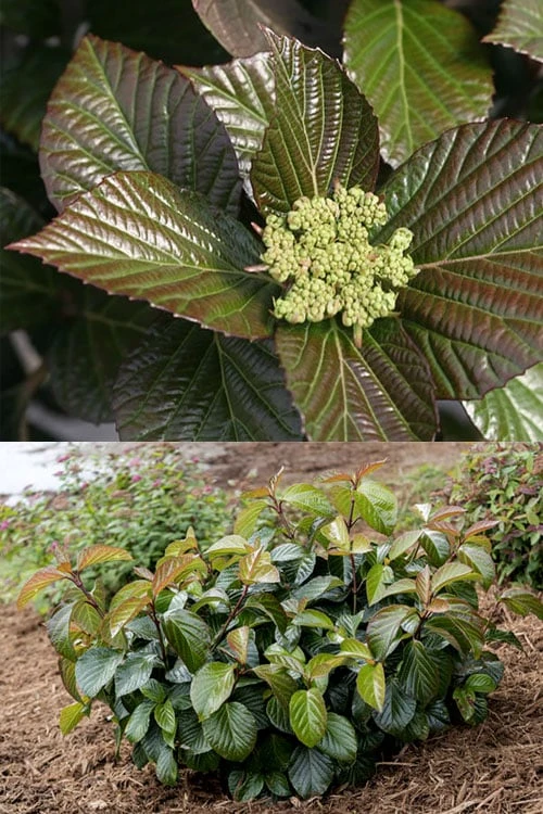 Shiny Dancer Viburnum - 2 Gallon Pot - Image 6