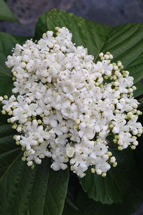 Shiny Dancer Viburnum - 2 Gallon Pot - Image 7