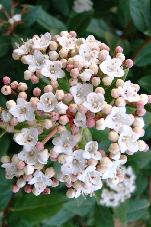 Spring Bouquet Viburnum - 6 Pack Of 1 Gallon Pots - Image 4