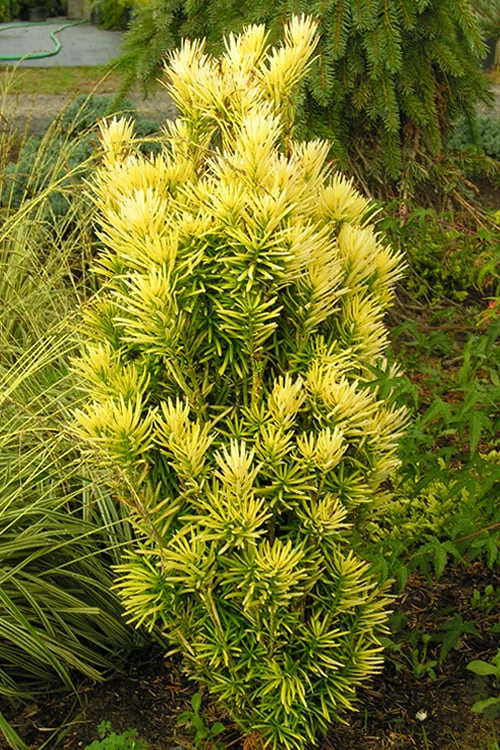 Korean Gold Plum Yew (Cephalotaxus) - 3 Gallon Pot - Image 5